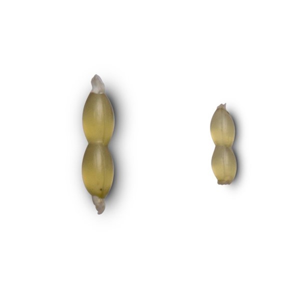 5055108981800 5